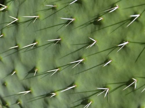 cactus thorns succulent plant