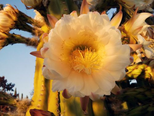 cactus cactus blossom flower