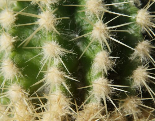 cactus sting desert
