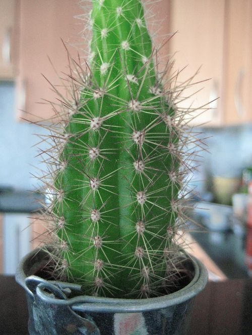 cactus plant ornament
