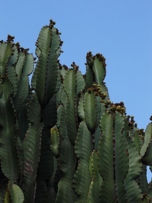 cactus nature plant