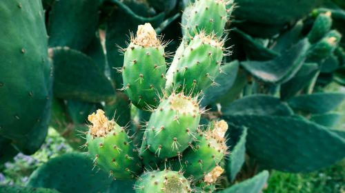 cactus plant prickly