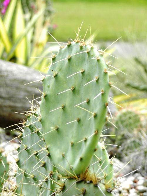 cactus needles spikes