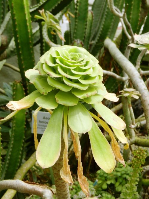 cactus needles spikes