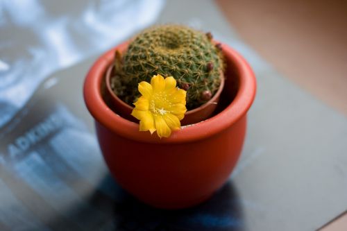 cactus flower yellow
