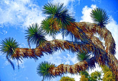 Cactus And Blue Sky