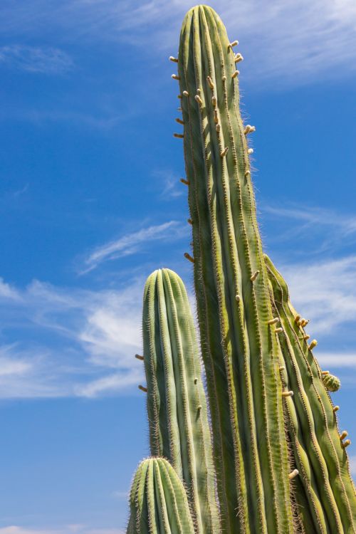 Cactus And Sky