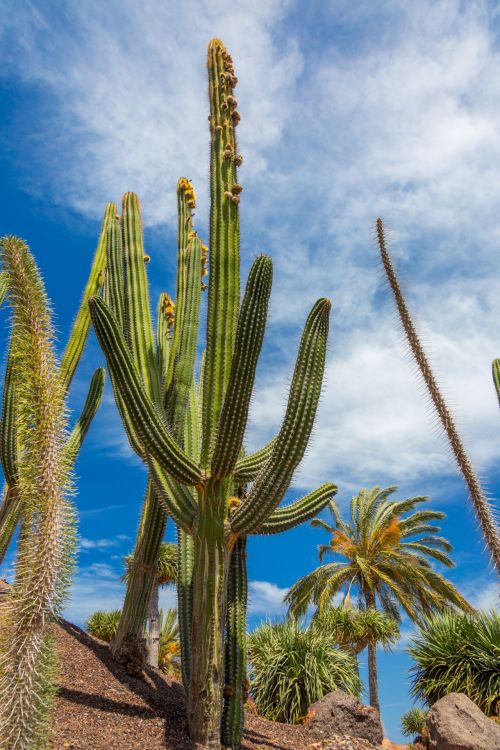 Cactus And Sky