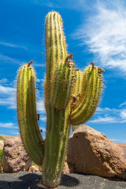 Cactus And Sky