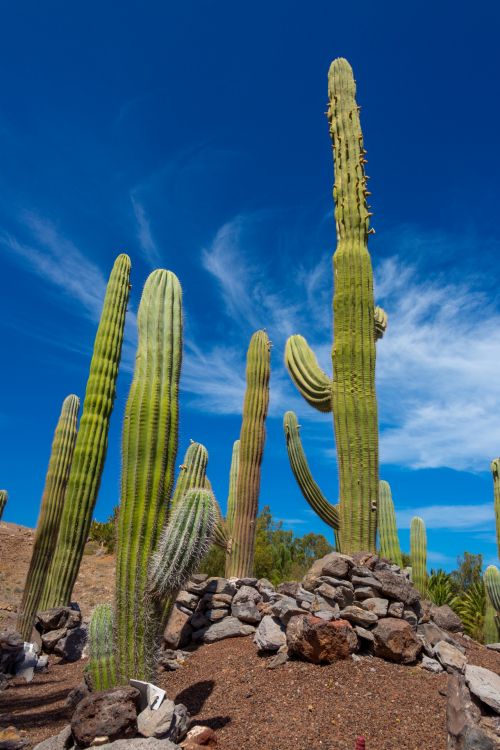 Cactus And Sky