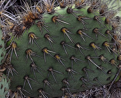 Cactus Background