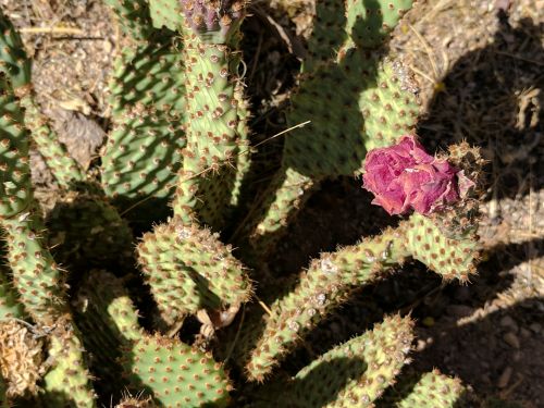 Cactus Background