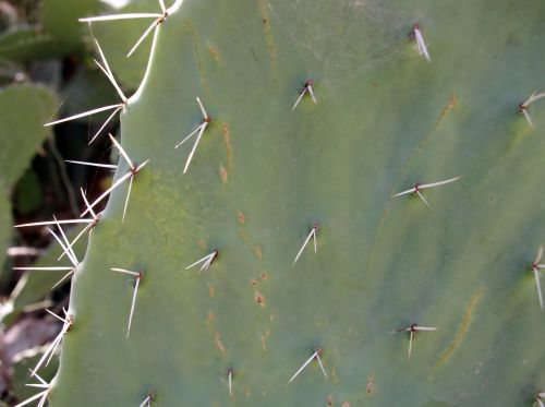 Cactus Background