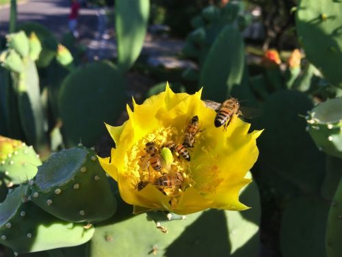 cactus bloom bees yellow