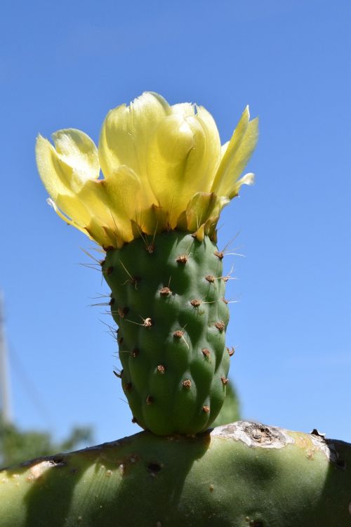 cactus blossom blossom bloom