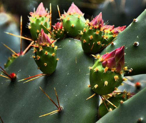 cactus blossom nature spur