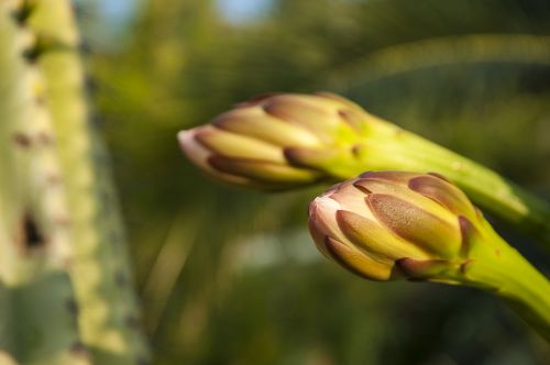 cactus blossom croatia macro