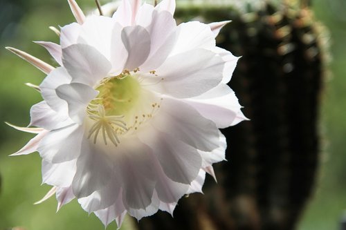 cactus blossom  cactus  blossom