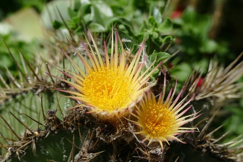 cactus blossom  blossom  bloom