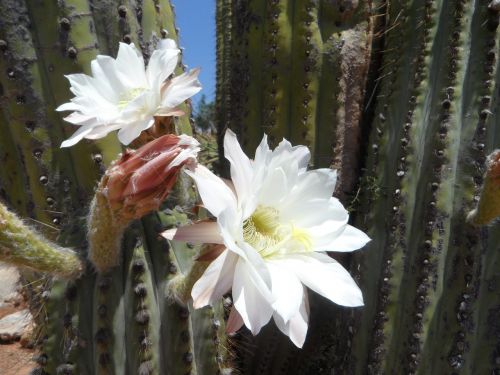 cactus blossom bloom cactus