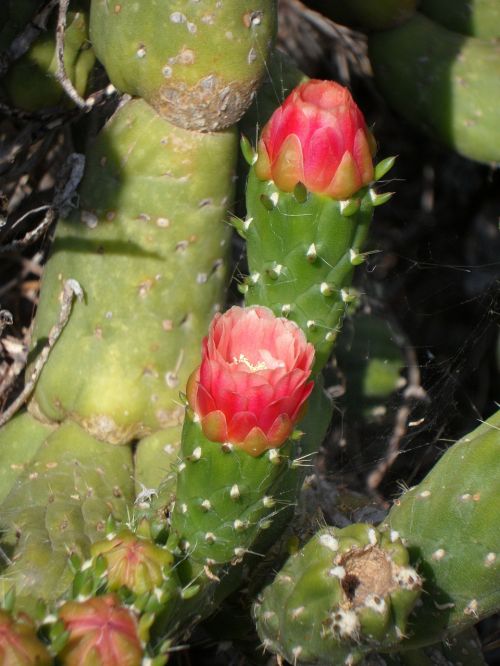 cactus blossom cactus bloom