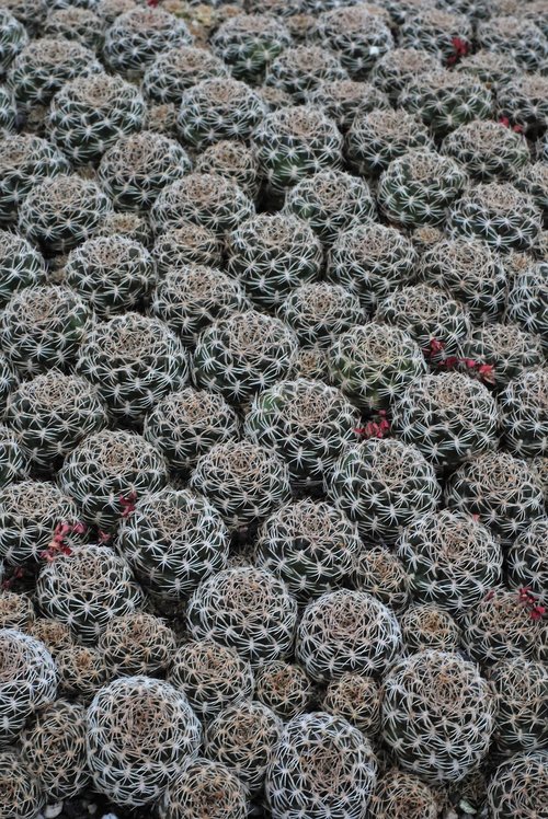 cactus breeding  cactus  nursery