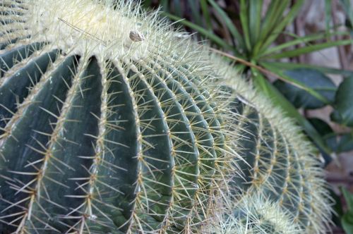 Cactus Close-up