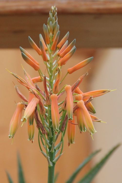 aloe vera blossom bloom