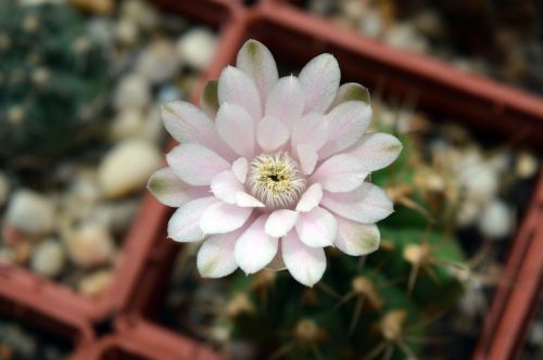 cactus flower gymnocalycium indoor plant