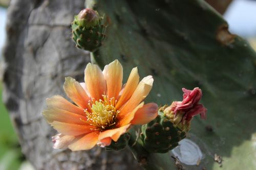 cactus flower plant thorns