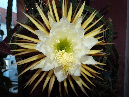 cactus flower close potted plant