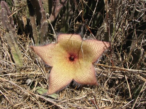 cactus flower flower desert