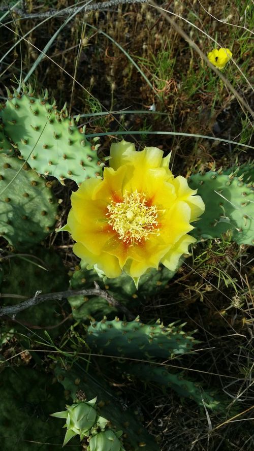 cactus flower yellow flower cactus