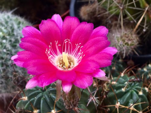 cactus flower cactus blossom