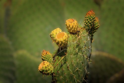 cactus flower cactus palma
