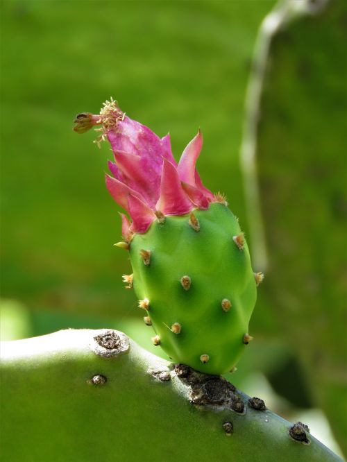 cactus flower pink flower tropical flower