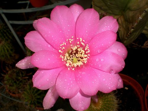 cactus flower cactus flower