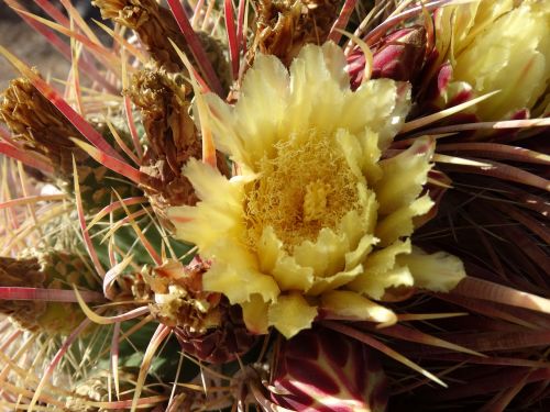 cactus flower cactus flower