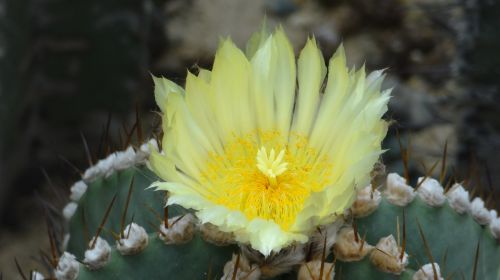 cactus flower cactus fairy flower