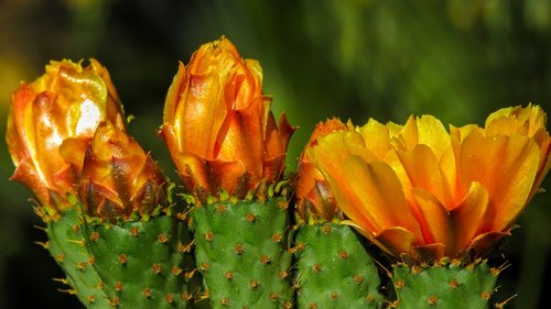 cactus flower  thorns  cactus