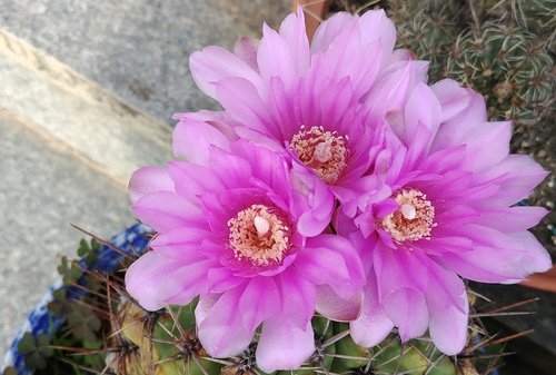 cactus flower  beaver state  cactus