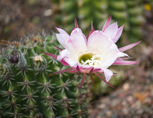 cactus flower  blossom  bloom