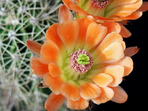 cactus flower close up macro