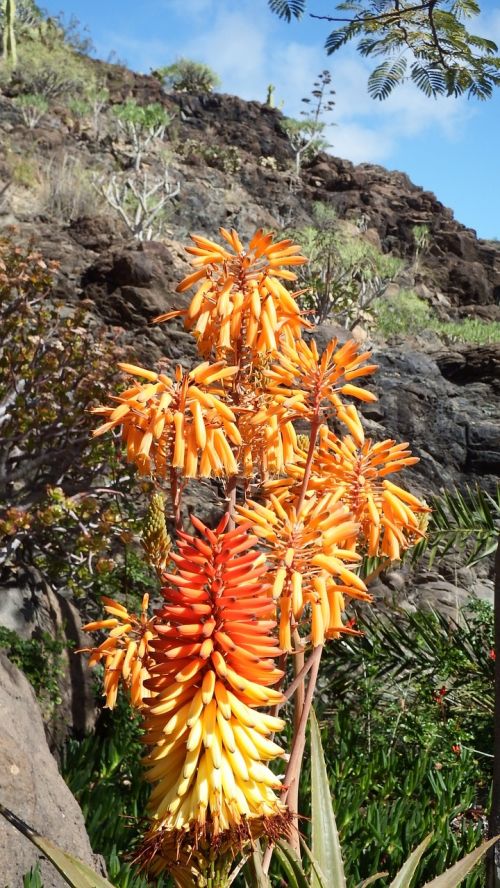 cactus flower orange red