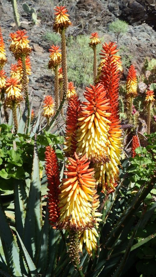 cactus flower orange red