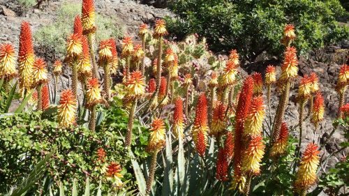 cactus flower orange red