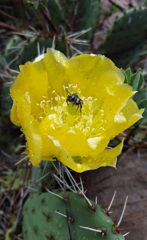 cactus flower bug flower