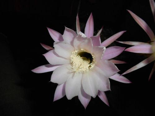 flower cactus at night
