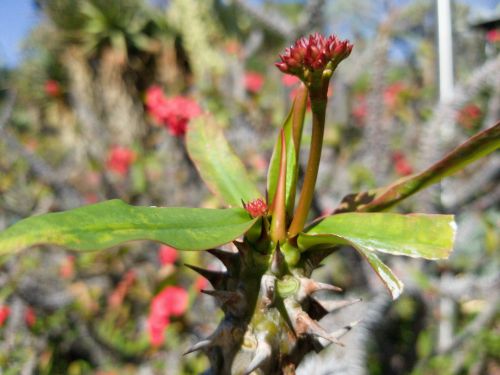 Cactus Flower In Red