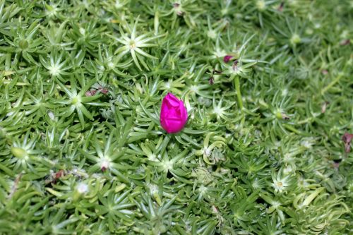 Cactus Flower In The Greenery